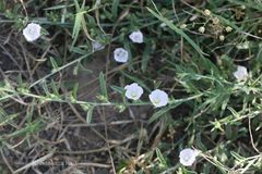 Convolvulus microphyllus